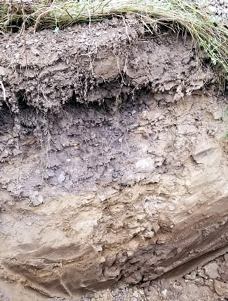 Soil Profile